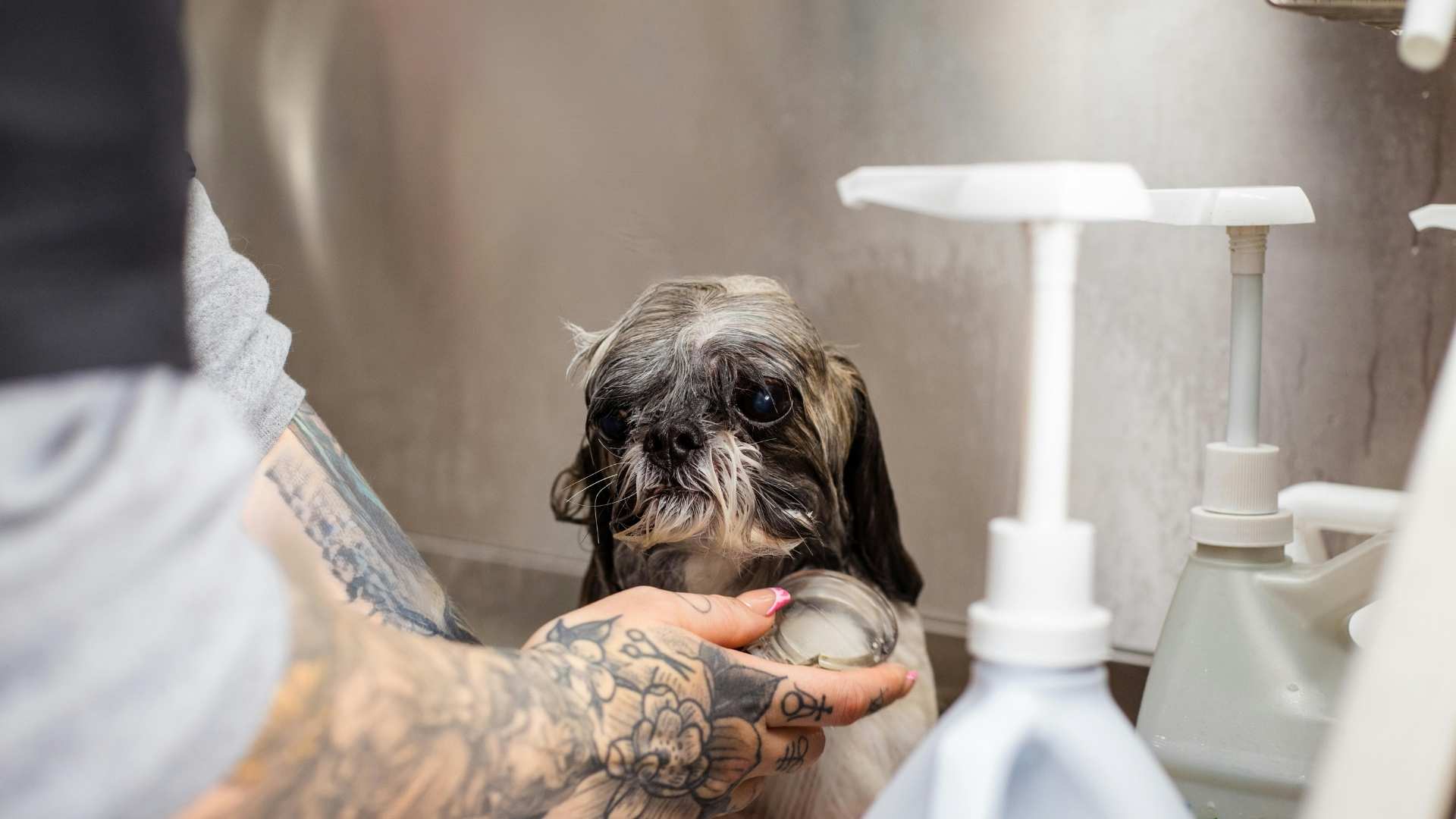 perrito en un baño